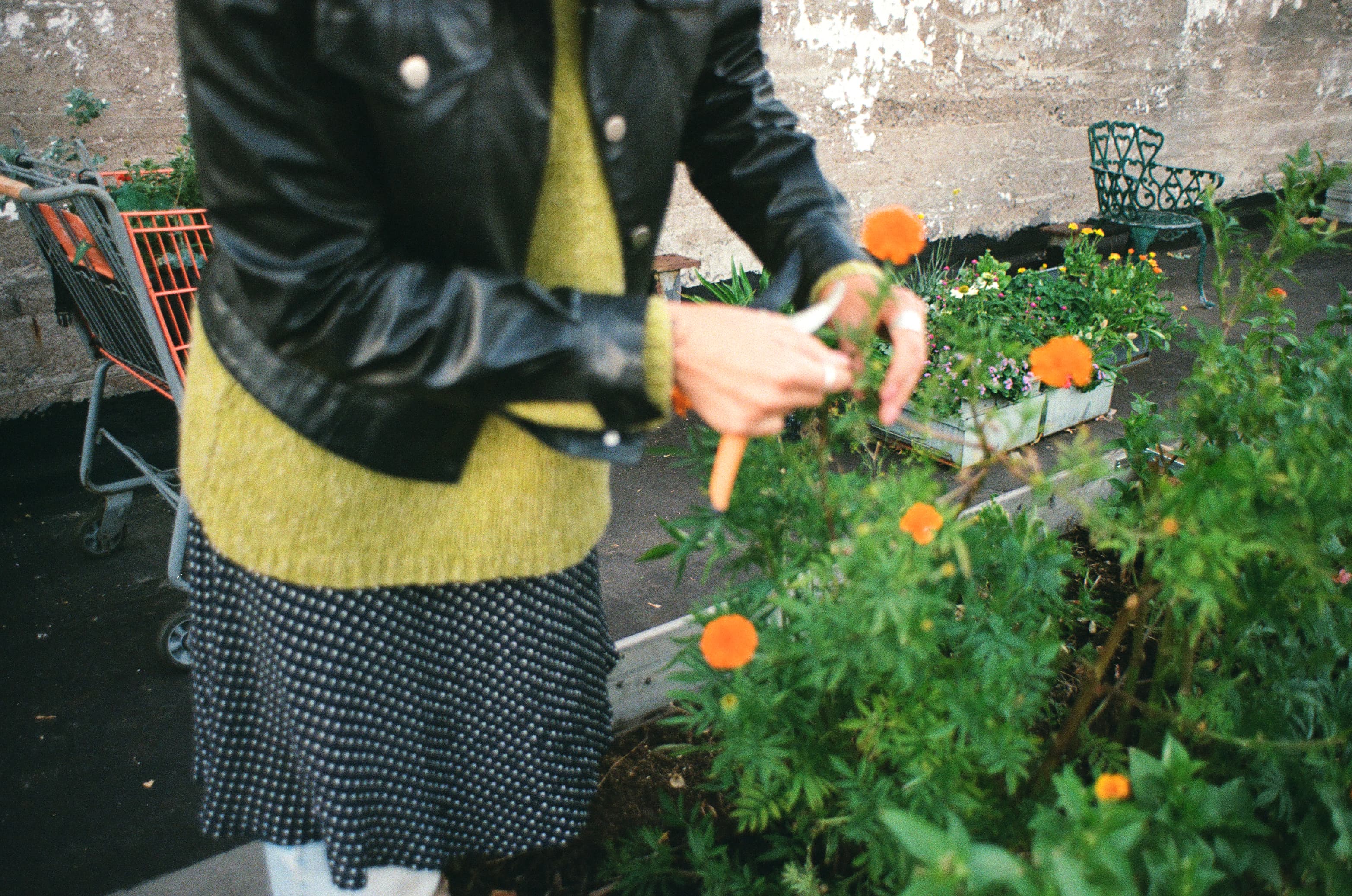 Fleurs d'Emmi